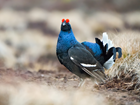 Helping expand the range of black grouse in the uplands