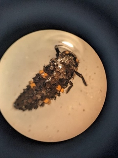 Ladybird larva from a pitfall trap under a microscope Ladybird larva from a pitfall trap under a microscope