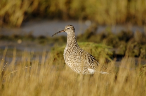 Curlew -wwwlauriecampbellcom