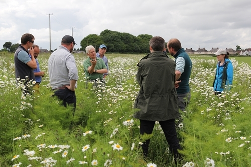 Balgonie farm walk
