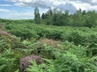 Bracken management not control – a sign of the times?