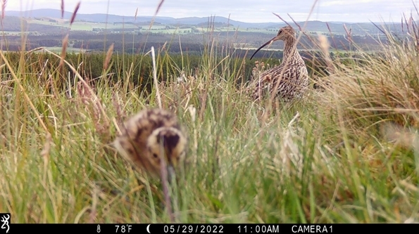 Curlew Adult & Chick