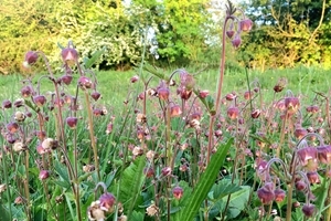 Water avens