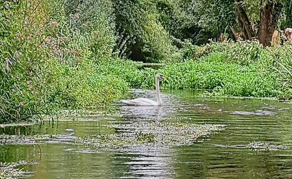 Swan Grazing