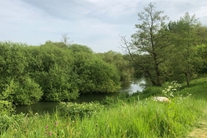 HQ greenery