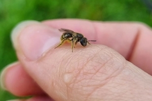 No Mow May bee