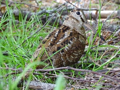 Woodcock By Hugh Insley BTO