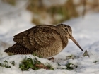Breeding Woodcock Survey shows an ongoing decline despite some small regional increases