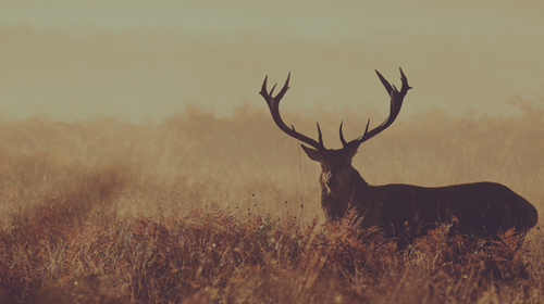 Red Deer