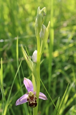 Bee orchid