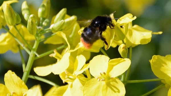 Bee Bee