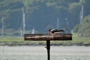 Oystercatcher on platform