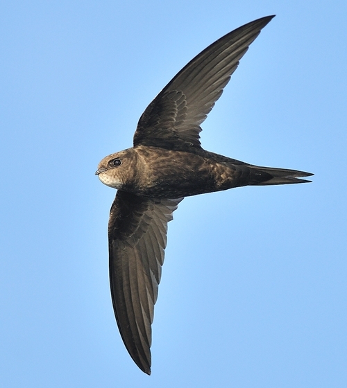 Swift (Credit: David Moreton)