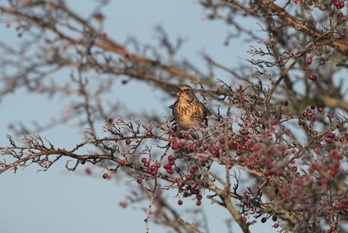 20 Fieldfare Helge Sorensen 20 Fieldfare Helge Sorensen