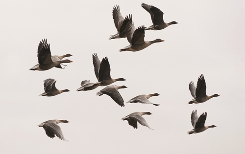 22 Pink Footed Geese Helge Sorensen 22 Pink Footed Geese Helge Sorensen