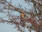 Farmland birds flying high