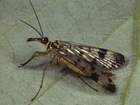 Monthly musings: Creeping and crawling around the insect world