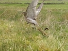 Illustrating the plight of the curlew