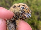 Ticks on chicks