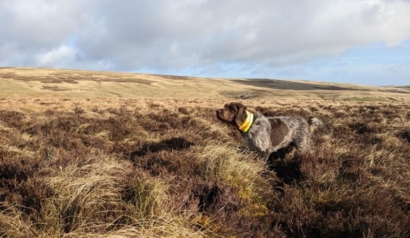 Grouse -counts Grouse -counts