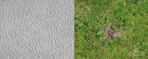 Curlew On Nest Drone Thermal And Zoom Curlew On Nest Drone Thermal And Zoom