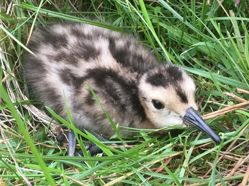 Curlew Chick