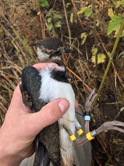 Auchnerran ringed lapwing Auchnerran ringed lapwing