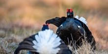 GWCT Scotland Strategic Overview 2025