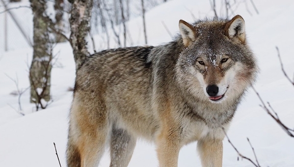 Wolf Wolf