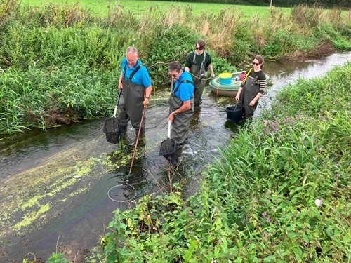Electrofishing On The River Frome 2024 s