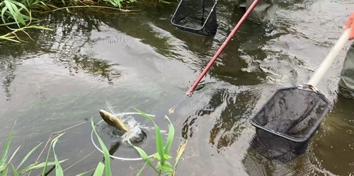 Salmon Being Caught C .gwct