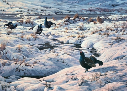 Black -Grouse -Lek Black -Grouse -Lek