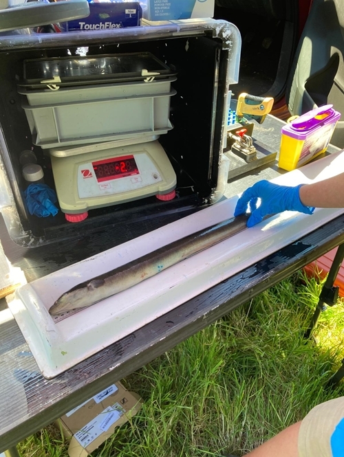 Eel Being Measured 2 C .GWCT Eel Being Measured 2 C .GWCT
