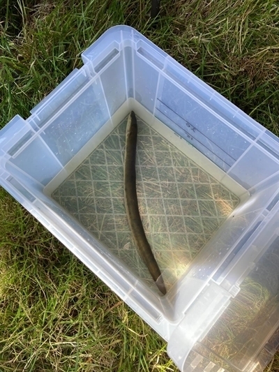 Aneastathised -eel -waiting -to -be -tagged -cgwct