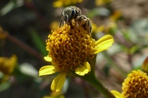 Indian bee