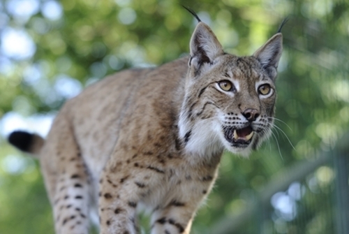 Lynx Lynx