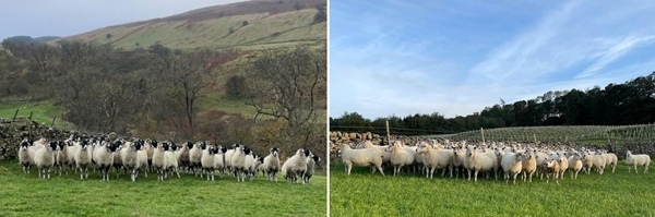 Swaledales and Texels