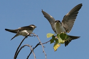 House martin