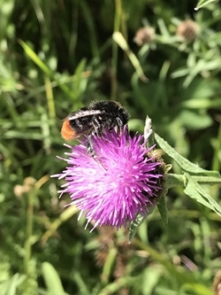 Red-tail Bumblebee (Jayna Connelly)