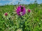 Why was 2024 such a bad year for bumblebees?