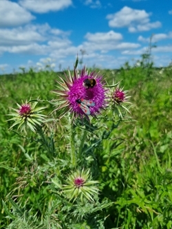 Garden Bumblebee and 5-spot Burnet on Knapweed