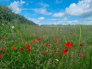 AB9 Flower Mix Margin