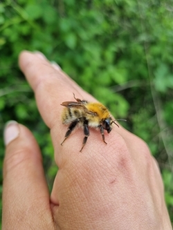 Common Carder Bumblebee On Hand (Jayna Connelly)