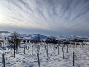 Uplands snow