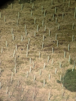 Black grouse on hillside