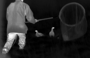 Infrared Netting BG