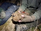 GPS tagging black grouse in the North Pennines