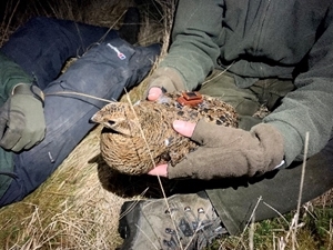 Greyhen with GPS tag