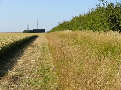 Field Field