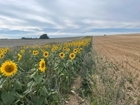 Making More of Your Hedgerows and Beetle Banks